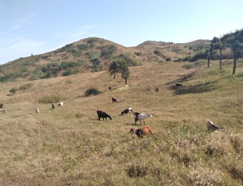 1 -Reflections on the Interlinked Biodiversity and Climate Crises in Cabo Verde